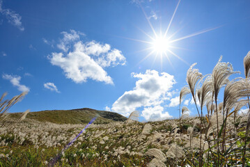 平尾台ススキのある風景