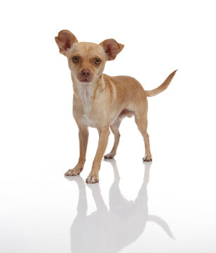 Chihuahua Mix" Images – Browse 63 Stock Photos, Vectors, and Video | Adobe  Stock
