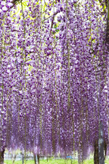 霧島市和気神社の藤の花	
