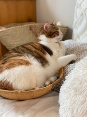 2 years old Ms. Macaron lounging in an interior basket, beautiful Japanese tabby, year 2022 summer