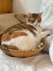 2 years old Ms. Macaron lounging in an interior basket, beautiful Japanese tabby, year 2022 summer