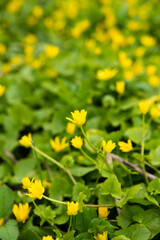 A group of yellow buttercup flowers with green leaves is in the summer forest. High quality photo