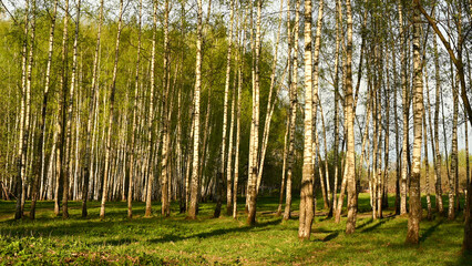 Dry oak branch and green birch branch in spring, panorama. Concept. photo