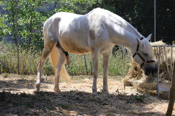 Arabian Horse, male Arab Horse (Scientific name: Equus ferus caballus)