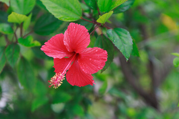 red hibiscus flower