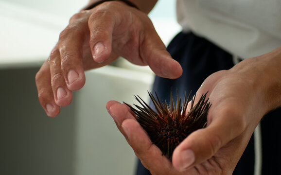 Close up of a man holding sea urchin