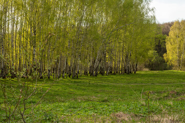 Birch grove in spring. Tree trunks, greenery at sunset. 