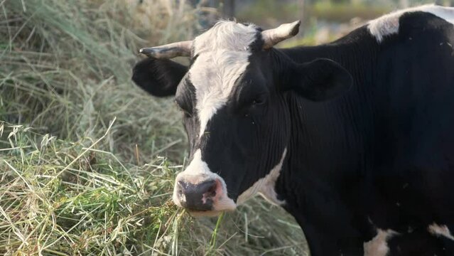 Close up video of a cow chewing fresh organic hay at the dairy farm. Growing livestock is a traditional direction of agriculture.