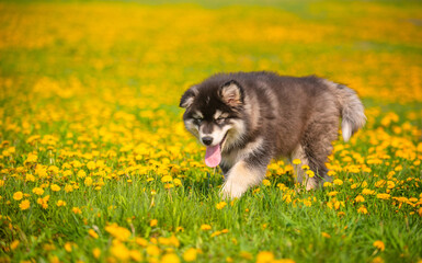 Malamute puppy walks on a field of yellow dandelions in the summer in the park