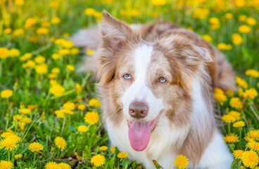 A blue-eyed red border collie dog   sitting on a dandelion field and stuck out its tongue funny