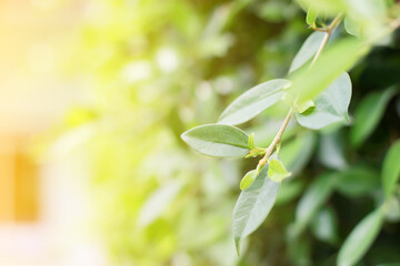 Background blur photo, morning leaves used for background.