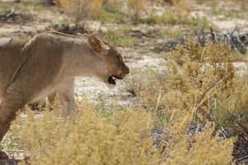 Lioness in the Kgalagadi, South Africa