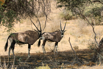 Gemsbok or South African Oryx in the Kgalagadi, South Africa