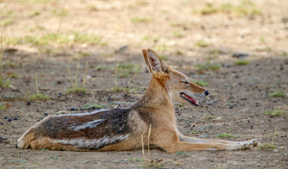 Black-backed Jackal in the Kgalagadi, South Africa 