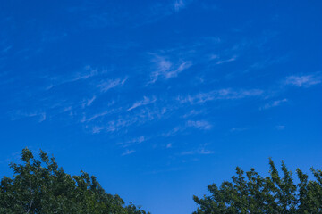 Obraz premium trees and blue sky clouds 