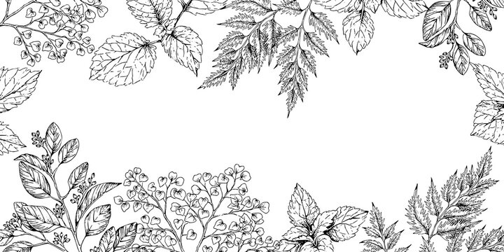 botanical decorative frame border with hand drawn illustration of herbs, isolated on white background