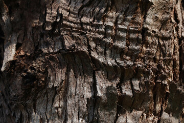 Bark of a Tree Bark Texture