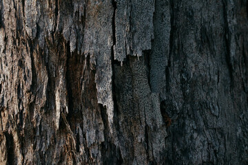 bark background in the forest at sunrise