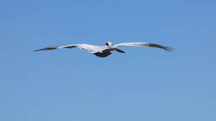Brown Pelican Bird flies over Sebastian Inlet Beach