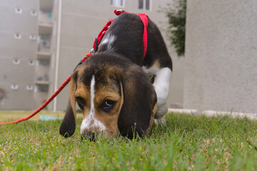 beagle in the park