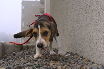 beagle puppy