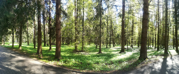 Panorama of a forest with path and bright sun shining through the trees