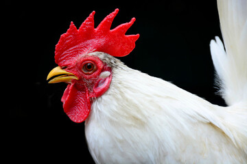 close up of a rooster