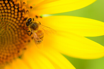 向日葵の蜜を求めて