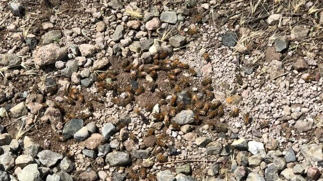 4K HD video zooming in on dozens of Honey bees apparently digging in dirt under gravel walkway
