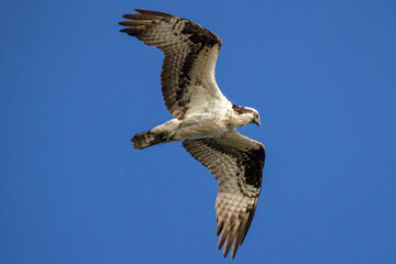 A wild osprey hunting for fish in the morning in Longmont, Colorado.