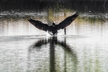 A wild cormorant flying around a lake at a state park in Longmont, Colorado.