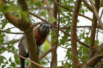 family of titis monkeys playing in the trees