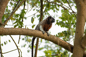 family of titis monkeys playing in the trees