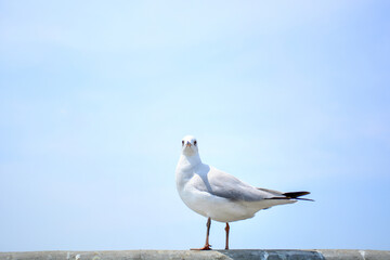 seagull on the beach