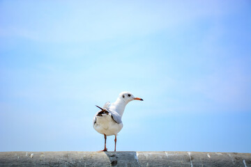 seagull on the beach