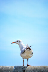 seagull on the beach