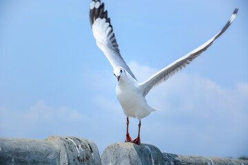 seagull in flight