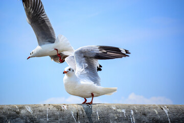 seagull in flight