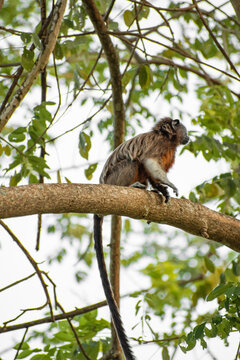 family of titis monkeys playing in the trees