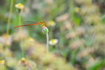 dragonfly on a flower