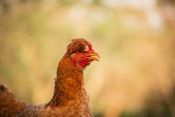 furry hen