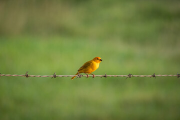 canary posing