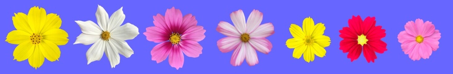 Obraz premium Isolated pink, purple, yellow, red, white, and violet cosmos flower with clipping paths.