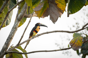 toucan posing in the branches of a tree