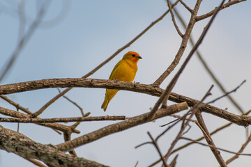 yellow canary