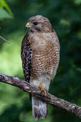bird of prey, hawk perched on tree limb looking to the right- profile of head, close-up