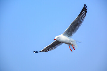 seagull in flight