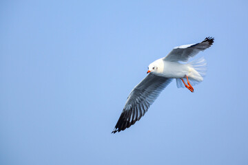 seagull in flight