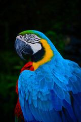 blue and yellow macaw
