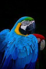 blue and yellow macaw